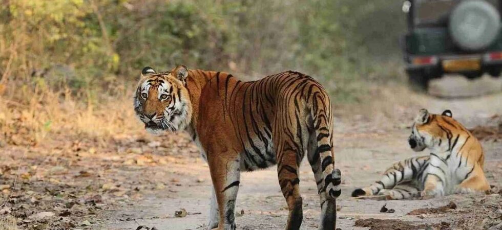 corbett online booking