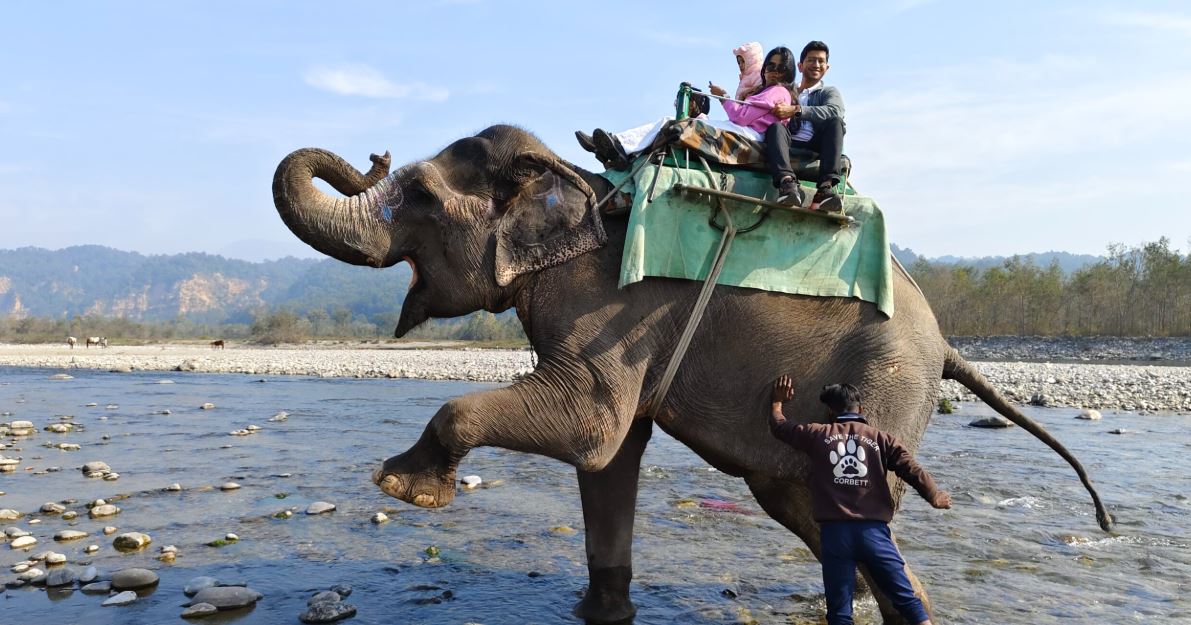 corbett elephant safari