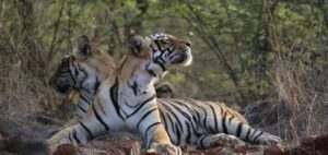 safari zones corbett