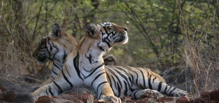 safari zones corbett