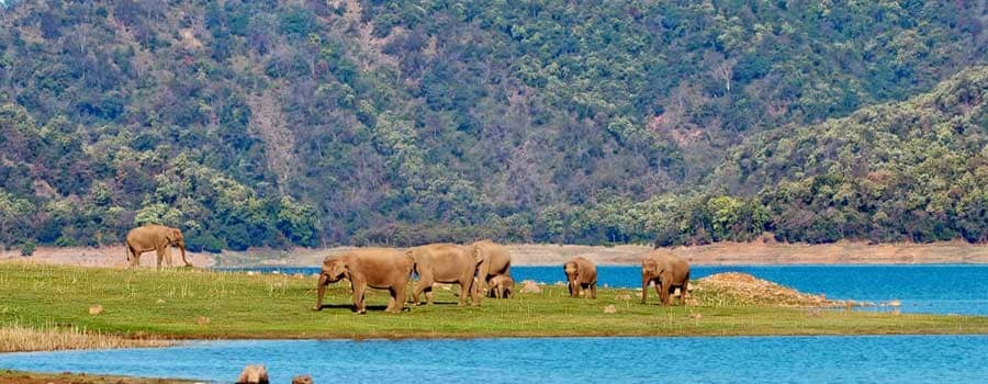 Best Time To Visit Jim Corbett National Park For Tourists!