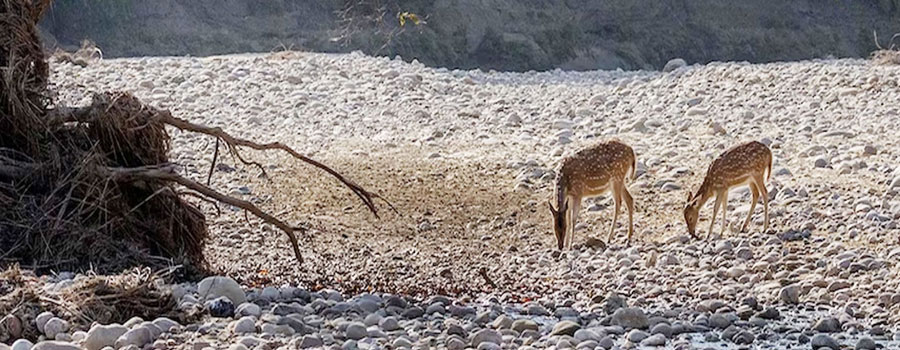 corbett durgadevi zone