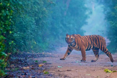 corbett tour