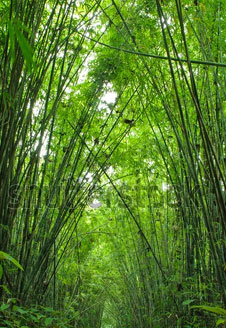 corbett bamboo